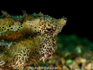Caught some great shots of this Batfish at Blue Heron Bri... by Robin Bateman 